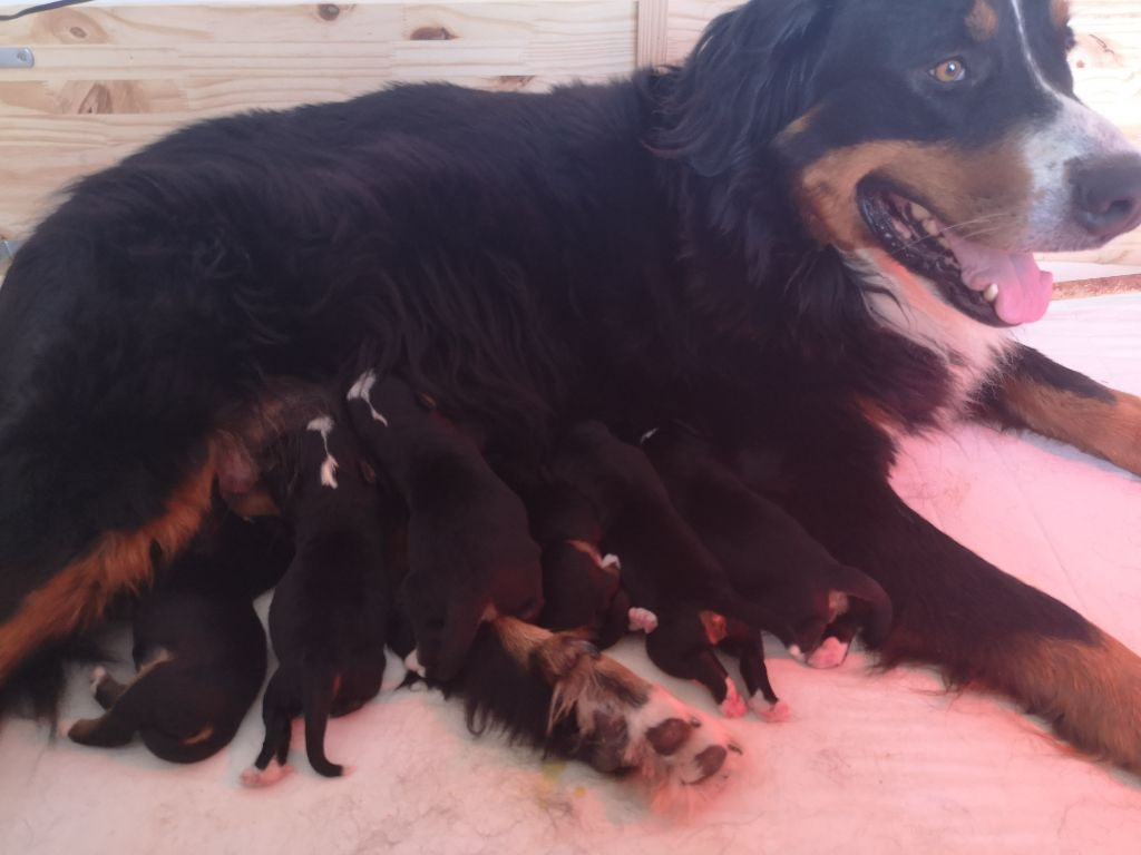 chiot Bouvier Bernois Du Royaume De Babouchka