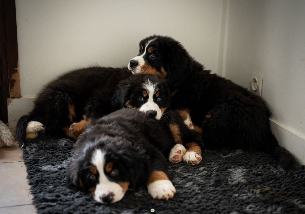 chiot Bouvier Bernois Du Royaume De Babouchka