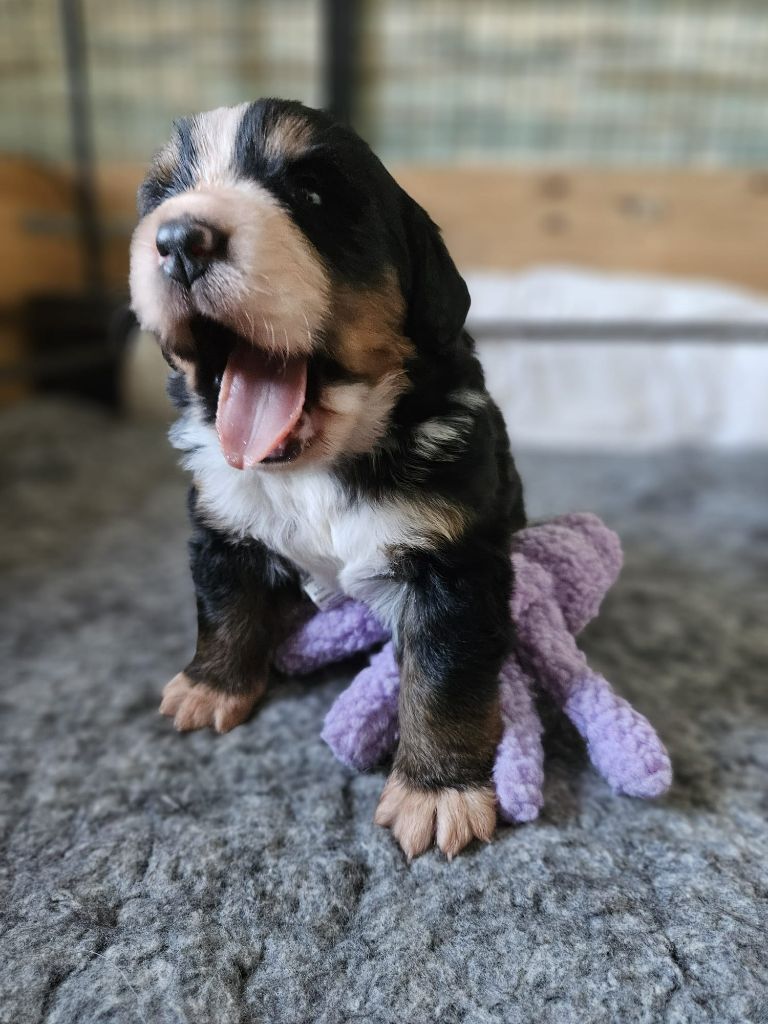 Du Royaume De Babouchka - Chiots disponibles - Bouvier Bernois