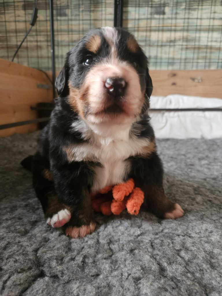 Du Royaume De Babouchka - Chiots disponibles - Bouvier Bernois